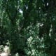 Inside the tree