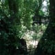 wonderboom-pretorias-1000-year-old-wonder-tree