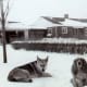 Sheba and Rusty - Our home in background