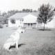 Sheba and the back of our home
