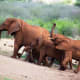 @ Madikwe Game Reserve, South Africa