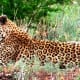 @ Madikwe Game Reserve, South Africa