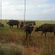 south-africa-en-route-from-pretoria-to-klerksdorp