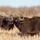 @ Madikwe Game Reserve, South Africa