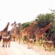 @ Madikwe Game Reserve, South Africa