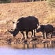 @ Madikwe Game Reserve, South Africa