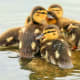 Mallard ducklings