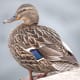 A female mallard duck.