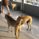 Most Soi dogs are harmless