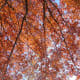 Spectacular autumn colour
