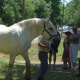 Massignac horse faire