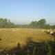 Mist over cornfields