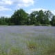 A field of corn flowers