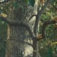 Scrape homemade suet onto trees for birds as well as squirrels to enjoy!