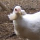 This is the Spanish cousin, the Araucana.