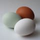 All of these are natural colors among best backyard breeds.