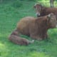 Born in a field