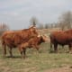 Limousin bull in fields with cows and calves