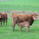 The calves are born in the fields all the year around and are suckled by their mothers until almost adult size