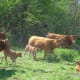 Enjoying Limousin sunshine and shelter from trees. The cows really seem to enjoy being in the woods