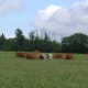 Up to their knees in wild flower meadows