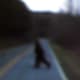 Knobby runs across the road and can be heard to scream or snarl at me as I video taped it. We saw it crossing the road and it was visible for a very few seconds. Not over 10-15 seconds.