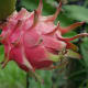 Growing dragon fruit