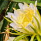 Dragon fruit flower