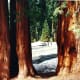 I am looking through the sequoia trunks back at my car in this photo. It was late May at the time of our visit. The snow was in the upper elevations of the park.