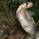 Snakes are definitely worth avoiding while you are trapped in the jungle. This is specifically true if you are up against a venomous one. Do not even think of making a meal out of it if you don't have any experience in killing one. Its just too risky