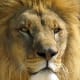 Man-eating lions are not just myths. These large felines are killing machines which can easily rip you apart with its sharp claws and powerful bite. Remember that these big cats are adept in hunting.
