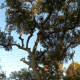 Ulmus Crassifolia - Cedar Elm - Brushy Creek Sports Park - Cedar Park TX
