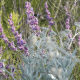 Phacelia congesta -- Blue Curls - Brushy Creek Sports Park - Cedar Park TX