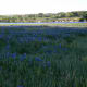 Bluebonnets Brushy Creek Park Cedar Park TX