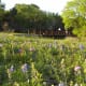 Wildflowers Brushy Creek Park Cedar Park TX