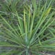 Trail Marker for Twist Leaf Yucca - Brushy Creek Sports Park - Cedar Park TX