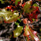 Quercus Sinuata Var. Breviloba - White Shin Oak - Brushy Creek Sports Park - Cedar Park TX