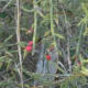 Cylindropuntia leptocaulis - Pencil Cactus - Brushy Creek Sports Park - Cedar Park TX