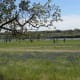 I love to see people taking photos of loved ones in the famous Texas Bluebonnets. Come see for yourself at Brushy Creek Lake Park Bluebonnet Trail - Cedar Park TX