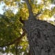 Carya illinoinensis - Pecan Tree - Brushy Creek Sports Park - Cedar Park TX