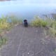 Walking the Dog Brushy Creek Park Cedar Park TX