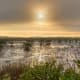 Mangroves in the Everglades.