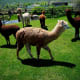 An alpaca ranch.