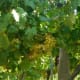 Increasing numbers of vineyards offer internships.
