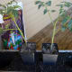 Patio tomatoes at the time of transplanting. The Zapotec Pleated tomato is on the left.