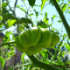 Unripe green Zapotec tomato.