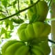 Growing Ribbed Zapotec heirloom tomatoes.