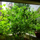 Full grown, the Pleated Zapotec tomato on the right is quite a large plant. Growing in a container, this plant reached well over 6ft tall.