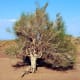 Saxaul (Haloxylon ammodendron) in Mongolia