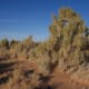 Saxaul tree in the Gobi desert